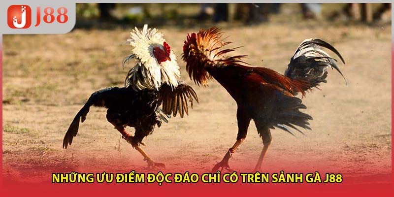Những ưu điểm độc đáo chỉ có trên sảnh gà J88